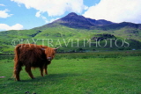 SCOTLAND, Highlands, Highland Cattle, SCO763JPL
