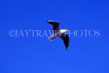 SCOTLAND, Highlands, Seagull against blue sky, SCO812JPL