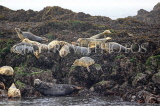 SCOTLAND, Queensferry, Seals resting on rocks on outer islands, SCO1273JPL
