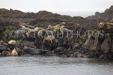 SCOTLAND, Queensferry, Seals resting on rocks on outer islands, SCO1274JPL