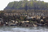 SCOTLAND, Queensferry, Seals resting on rocks on outer islands, SCO1275JPL