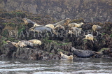 SCOTLAND, Queensferry, Seals resting on rocks on outer islands, SCO1276JPL