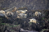SCOTLAND, Queensferry, Seals resting on rocks on outer islands, SCO1277JPL
