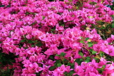 SINGAPORE, Botanic Gardens, Bougainvillea flowers, SIN1326JPL