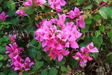 SINGAPORE, Botanic Gardens, Bougainvillea flowers, SIN1327JPL