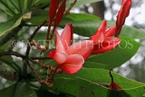 SINGAPORE, Botanic Gardens, Frangipani (Plumeria) flowers, SIN1020JPL
