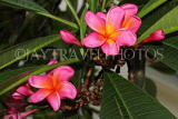 SINGAPORE, Botanic Gardens, Frangipani (Plumeria) flowers, SIN1094JPL