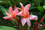SINGAPORE, Botanic Gardens, Frangipani (Plumeria) flowers, SIN1096JPL