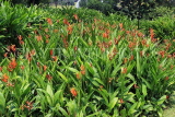 SINGAPORE, Botanic Gardens, Heliconia Walk, Heliconia flowers, SIN1010JPL