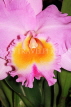 SINGAPORE, Botanic Gardens, Orchid Garden, Cattleya Orchid, SIN1093JPL