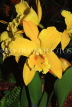 SINGAPORE, Botanic Gardens, Orchid Garden, Cattleya Orchid, SIN409JPL