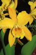 SINGAPORE, Botanic Gardens, Orchid Garden, Cattleya Orchid, SIN415JPL
