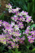 SINGAPORE, Botanic Gardens, Orchid Garden, Dendrobium orchids, SIN1029JPL