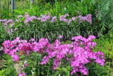 SINGAPORE, Botanic Gardens, Orchid Garden, Dendrobium orchids, SIN1037JPL
