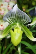SINGAPORE, Botanic Gardens, Orchid Garden, Paphiopedilum Orchid, SIN1087JPL