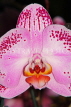 SINGAPORE, Botanic Gardens, Orchid Garden, Phalaenopsis Orchid, SIN1565JPL