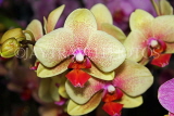 SINGAPORE, Botanic Gardens, Orchid Garden, Phalaenopsis Orchid, SIN1566JPL