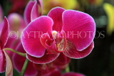 SINGAPORE, Botanic Gardens, Orchid Garden, Phalaenopsis Orchid, SIN416JPL