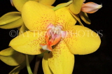 SINGAPORE, Botanic Gardens, Orchid Garden, Phalaenopsis Orchid, SIN417JPL