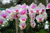 SINGAPORE, Botanic Gardens, Orchid Garden, Phalaenopsis Orchids, SIN1076JPL