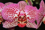 SINGAPORE, Botanic Gardens, Orchid Garden, Phalaenopsis Orchids, SIN421JPL