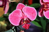 SINGAPORE, Botanic Gardens, Orchid Garden, Phalaenopsis orchids, SIN1092JPL