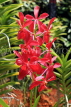 SINGAPORE, Botanic Gardens, Orchid Garden, SIN1050JPL