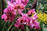 SINGAPORE, Botanic Gardens, Orchid Garden, SIN1062JPL
