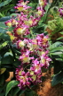 SINGAPORE, Botanic Gardens, Orchid Garden, SIN1064JPL