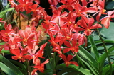 SINGAPORE, Botanic Gardens, Orchid Garden, SIN1065JPL