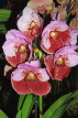 SINGAPORE, Botanic Gardens, Orchid Garden, Vanda Orchids, SIN422JPL