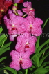 SINGAPORE, Botanic Gardens, Orchid Garden, Vanda Orchids, SIN426JPL