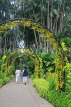SINGAPORE, Botanic Gardens, Orchid Garden, archway of Oncidium Orchids, SIN1040JPL