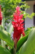 SINGAPORE, Botanic Gardens, Orchid Garden, red Ginger flowers, SIN1081JPL