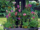 SINGAPORE, Botanical Gardens, Tropical Gardens, Spray Orchids, in pots, SIN397JPL
