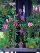 SINGAPORE, Botanical Gardens, Tropical Gardens, Spray Orchids, in pots, SIN538JPL