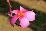 SINGAPORE, Gardens by the Bay, Frangipani (Plumeria) flower, deep pink, SIN924JPL