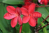 SINGAPORE, Gardens by the Bay, Frangipani (Plumeria) flowers, deep red, SIN894JPL
