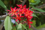 SINGAPORE, Gardens by the Bay, Frangipani (Plumeria) flowers, red, SIN910JPL