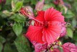SINGAPORE, Gardens by the Bay, Hibiscus flower, red, SIN903JPL