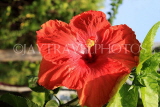 SINGAPORE, Gardens by the Bay, Hibiscus flower, red, SIN904JPL