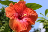 SINGAPORE, Gardens by the Bay, Hibiscus flower, red, SIN905JPL