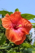 SINGAPORE, Gardens by the Bay, Hibiscus flower, red, SIN906JPL