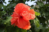 SINGAPORE, Gardens by the Bay, Hibiscus flower, red, SIN928JPL