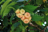 SINGAPORE, Gardens by the Bay, Jambu (Rose Apple) fruit tree, SIN925JPL