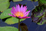 SINGAPORE, Gardens by the Bay, Water Lily Pond, Water Lily, SIN500JPL