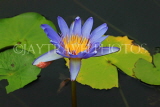 SINGAPORE, Gardens by the Bay, Water Lily Pond, Water Lily, SIN502JPL