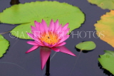 SINGAPORE, Gardens by the Bay, Water Lily Pond, Water Lily, SIN503JPL