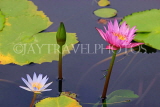 SINGAPORE, Gardens by the Bay, Water Lily Pond, Water Lily, SIN504JPL