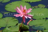 SINGAPORE, Gardens by the Bay, Water Lily Pond, Water Lily, SIN920JPL